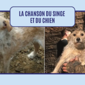 La chanson du singe et du chien